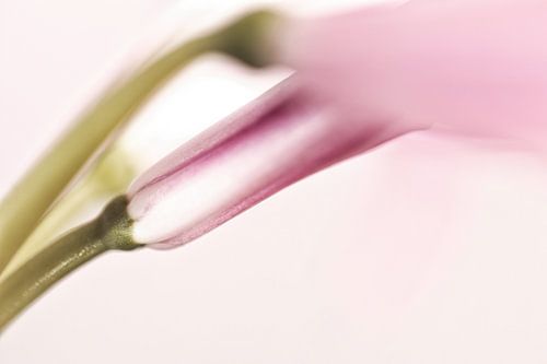 Roze nerine bloem deels in knop