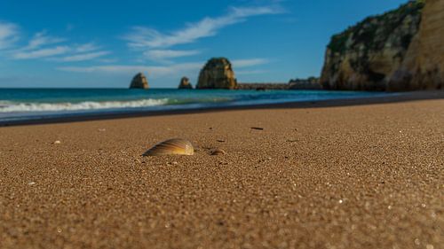 Coquillage sur la plage