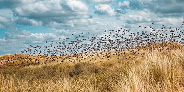 Essaim d'oiseaux au-dessus des dunes sur Yanuschka Fotografie | Noordwijk