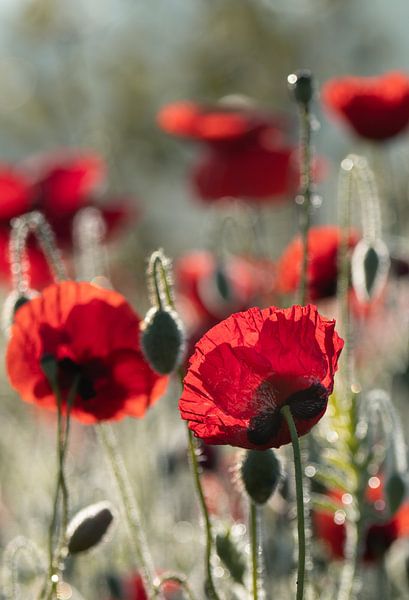Poppy Field by Steffie van der Putten