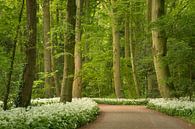 Walking through the flowering ramson forest by Moetwil en van Dijk - Fotografie thumbnail