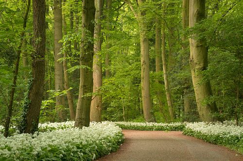 Wandelen door het bloeiende daslookbos