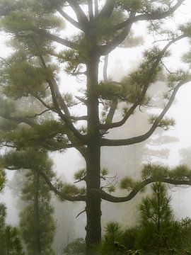 The powerful Canary Pine by Willemijn Wolthaus