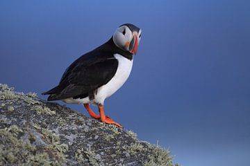 Atlantische papegaaiduiker of gewone papegaaiduiker, Fratercula arctica, Noorwegen van Frank Fichtmüller