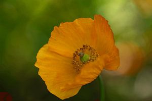 Orange Beauty