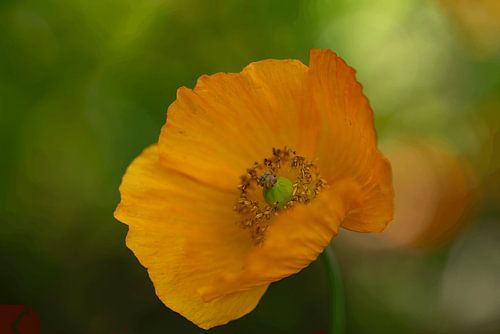 Orange beauty