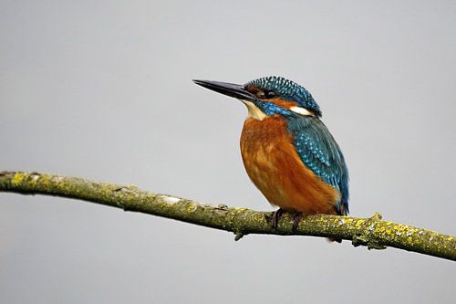 Ijsvogel op de uitkijk