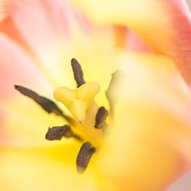 Tulpen uit Holland van Caroline Drijber