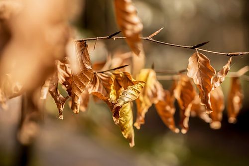 Herfst bladeren in het bos