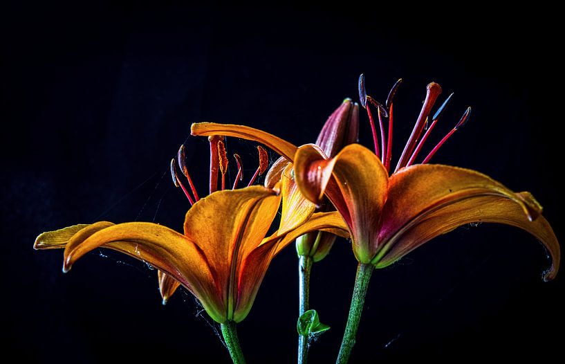  Orange Lilien vor einem schwarzen Hintergrund von Rietje Bulthuis