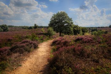Heath landscape with purple heather flowers