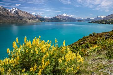 Yellow lupins at Lake Wakatipu, New Zealand by Christian Müringer