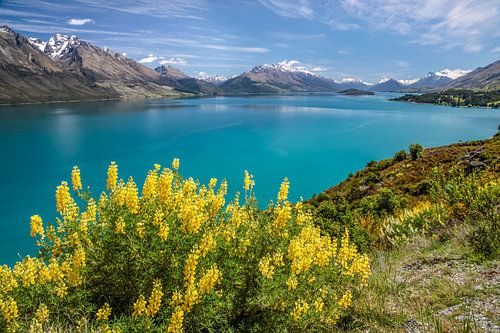 Gele lupinen bij Lake Wakatipu, Nieuw Zeeland