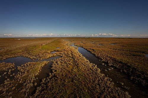 Vast salt marsh on Groningen's Wadden coast