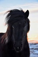 Icelandic horse with a blue and a brown eye