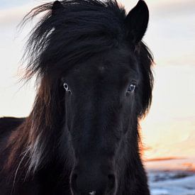 Icelandic horse with a blue and a brown eye by Elisa in Iceland