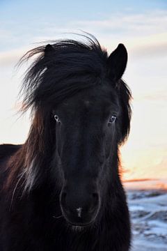 Islandpferd mit einem blauen und einem braunen Auge von Elisa in Iceland