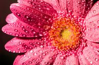 Gerbera by Joost Lagerweij thumbnail