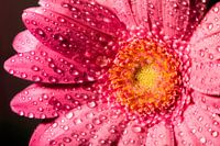 Gerbera