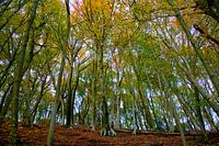 Herfstbos