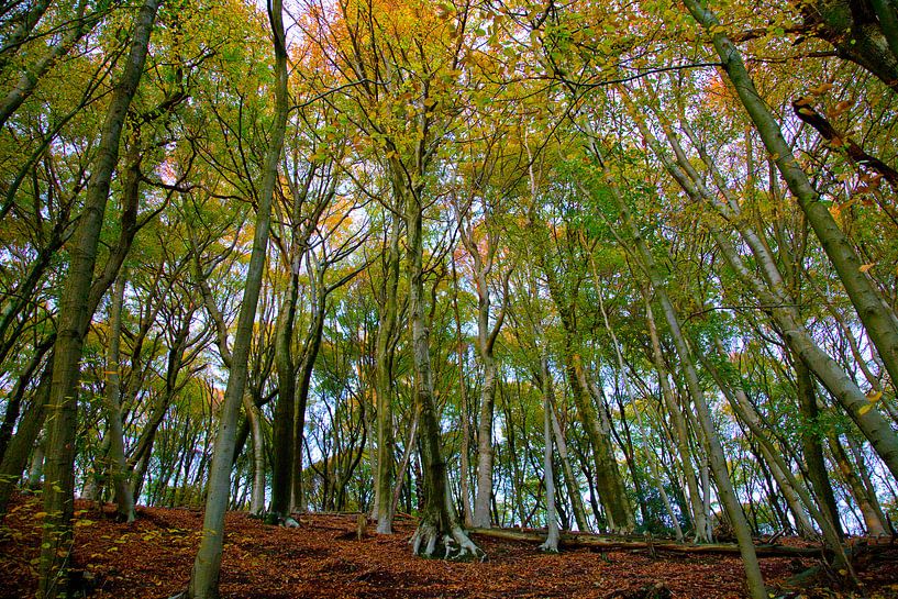Autumn forest by Hans Vos Fotografie