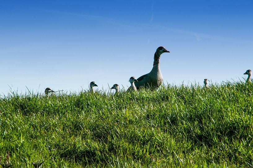 Poussins sur la coté par Annelies Martinot