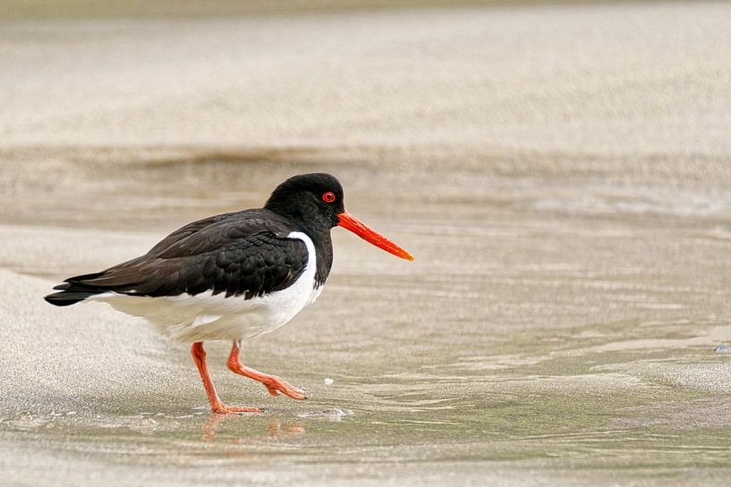 Oystercatcher in the Lofoten Islands by Kai Müller