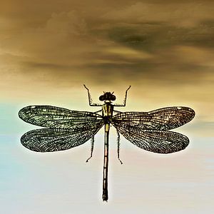 DRAGONFLY I van Pia Schneider