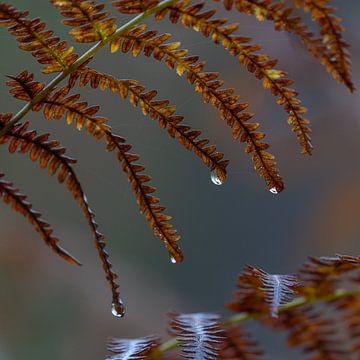 Ferns in the rain by Judith Linders