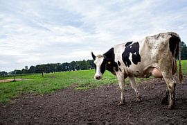 And cow in her meadow by Jaleesa Koelen