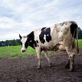 Und Kuh auf ihrer Wiese von Jaleesa Koelen