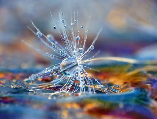 Fall-Out (Dandelion bug with drops)