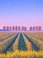 Frühling