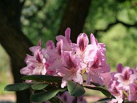 Rododendron bloemen