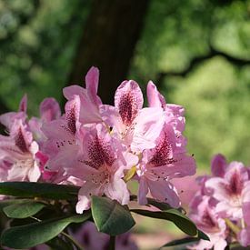 Rododendron bloemen von Laura Pickert