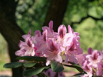 Rododendron bloemen by Laura Pickert