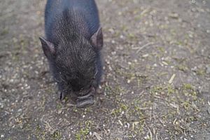 Minischwein Ferkel beim ersten Ausgang auf dem Hof.