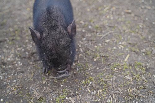 Mini biggetje bij zijn eerste uittocht op de boerderij.