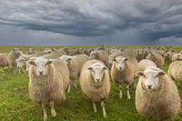 schapen op de dijk, schaap, sheep,