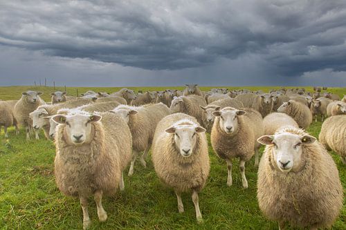 moutons sur la digue, moutons, moutons, moutons sur M. B. fotografie