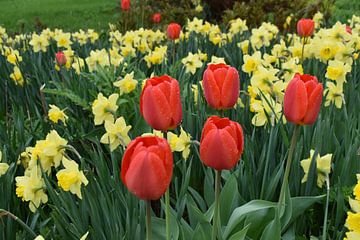 Les premières fleurs au printemps sur Claude Laprise