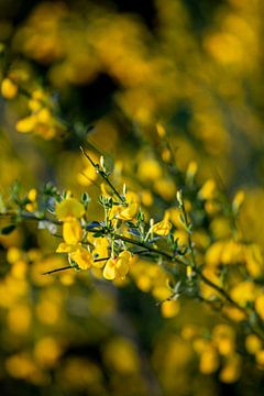 Gelbe Blumen von Isa Dolk