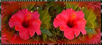Rode bloemen van de Canarische Eilanden in het bijzonder van kanarischer Inselkrebs Heinz Steiner thumbnail
