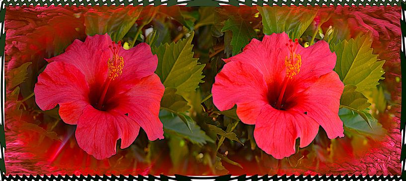 Rode bloemen van de Canarische Eilanden in het bijzonder van kanarischer Inselkrebs Heinz Steiner