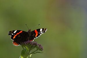 Atalanta vlinder sur Jeroen Meeuwsen