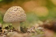 Perlmutt-Lamanit im Herbstwald von Stefan Wiebing Photography Miniaturansicht
