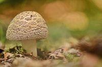 Parelamaniet in herfst bos