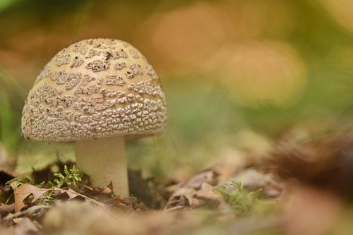 Parelamaniet in herfst bos