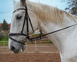 Photo shoot with white horse on a riding arena