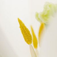 abstracte bloem
